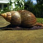 giant-african-land-snail