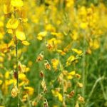 GM mustard