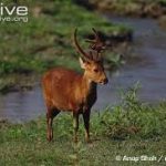 INDIAN HOG DEER