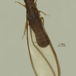 Glyphtotermes Chiraharitae