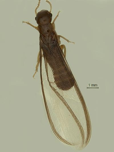 Glyphtotermes Chiraharitae