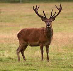 Red Stag